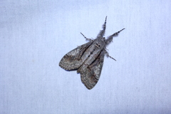 Dasychira obliquata