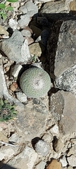 Epithelantha greggii
