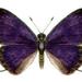Purple Cerulean - Photo anonymous, no known copyright restrictions (public domain)