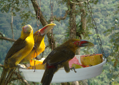 Pteroglossus bailloni