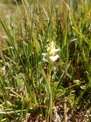 Spiranthes diluvialis