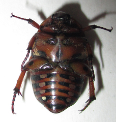 Tephraea leucomelona