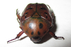 Tephraea leucomelona