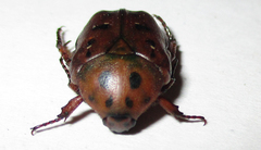 Tephraea leucomelona