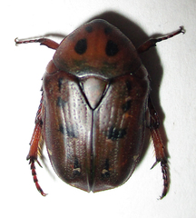 Tephraea leucomelona