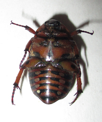 Tephraea leucomelona