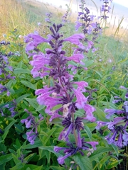 Nepeta sibirica