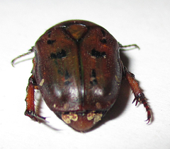 Tephraea leucomelona