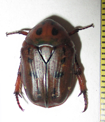 Tephraea leucomelona