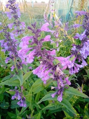 Nepeta sibirica