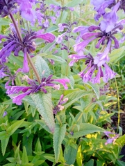 Nepeta sibirica