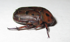 Tephraea leucomelona