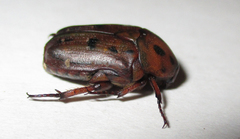 Tephraea leucomelona