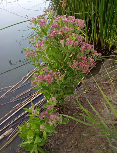 iNaturalist observation photo of marsh fleabane