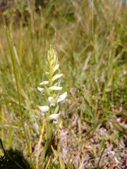 Spiranthes diluvialis