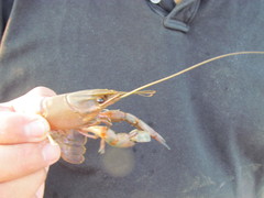 Cherax quadricarinatus