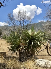 Yucca madrensis