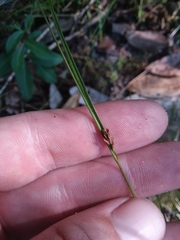 Rhynchospora leptocarpa