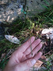 Rhynchospora leptocarpa