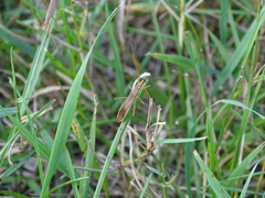 Protenor belfragei