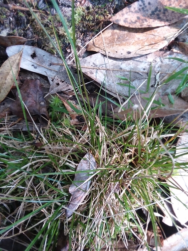 Image of Rhynchospora leptocarpa by (c) Will McFarland, some rights reserved (CC BY)