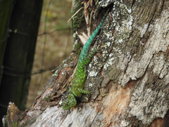 Sceloporus taeniocnemis