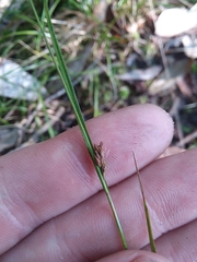 Rhynchospora leptocarpa