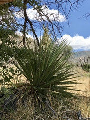 Yucca madrensis