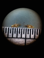 Rhynchospora leptocarpa