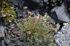 Podistera yukonensis