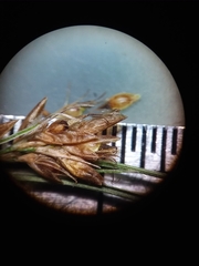 Rhynchospora leptocarpa