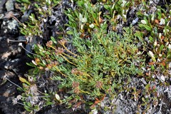 Podistera yukonensis