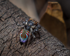 Maratus ottoi