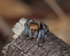 Maratus ottoi