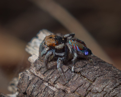 Maratus ottoi
