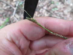 Carex virescens