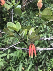 Macleania smithiana