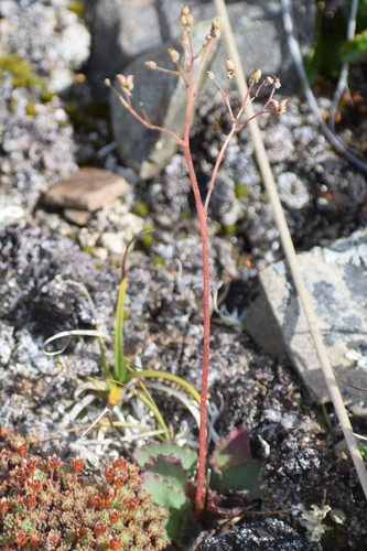 Image of Micranthes reflexa by (c) Syd Cannings, some rights reserved (CC BY)