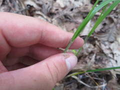 Carex virescens