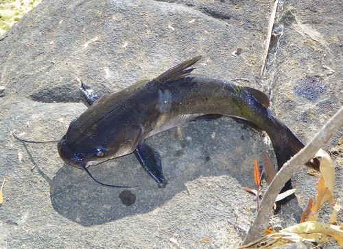 Berneys zeemeerval (Neoarius berneyi) — Ariidae — 3