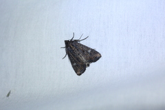 Helotropha reniformis