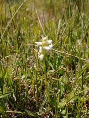 Spiranthes diluvialis