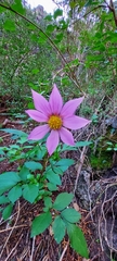 Dahlia tubulata