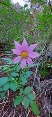 Dahlia tubulata