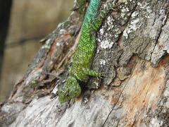 Sceloporus taeniocnemis