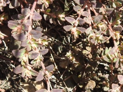 Euphorbia cozumelensis