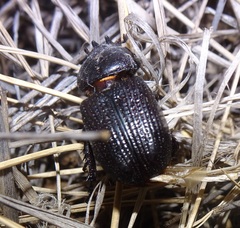 Hemiphileurus illatus