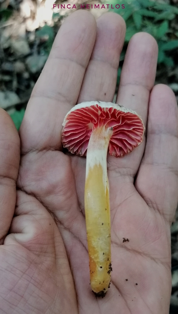 Hygrocybe mirabilis · August 2020 · photo: © heimatlos (iNaturalist, cc0)