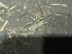 Cyphoderris