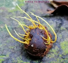 Penicilliopsis clavariiformis